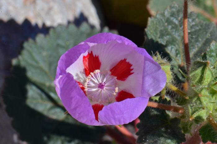 Desert Fivespot is perhaps one of the showiest wildflowers in the southwestern United States. Flower color variable; lilac, pinkish-purple, mauve and drying violet-purple. Eremalche rotundifolia Desert Fivespot is perhaps one of the showiest wildflowers in the southwestern United States. Flower color variable; lilac, pinkish-purple, mauve and drying violet-purple. Eremalche rotundifolia